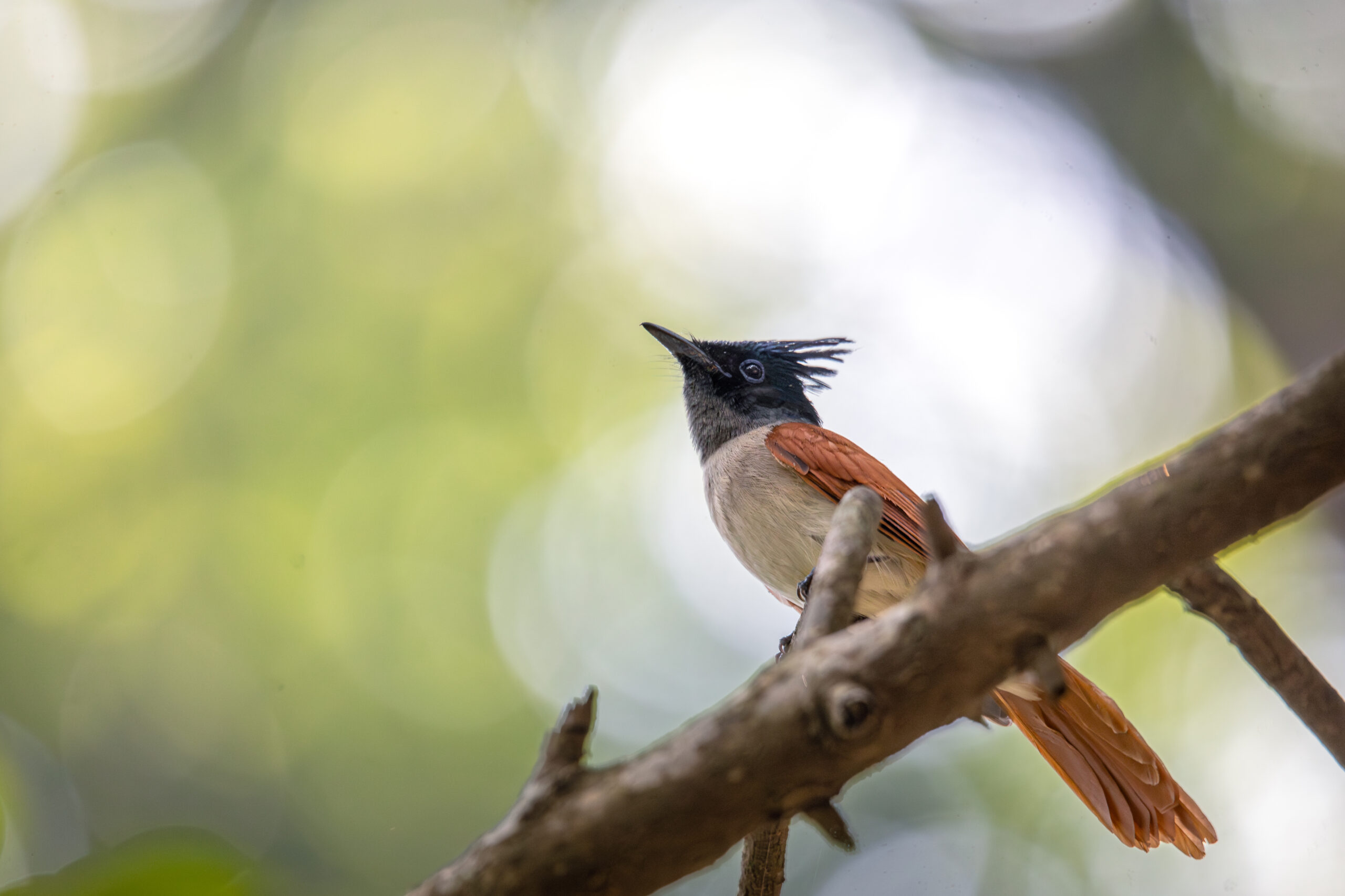 Indian paradise flycatcher ( Female) - Copy